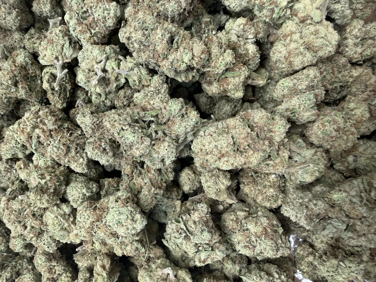 Blueberry Pie Flower